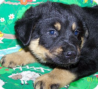 Australian Cattle Dog/German Shepherd Dog Mix Puppy for Sale in Sussex, New Jersey - Toby Australian Cattle Dog/German Shepherd Dog Mix Puppy for Sale in Sussex, New Jersey - Toby