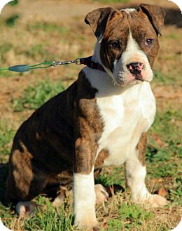 Australian Shepherd/English Shepherd Mix Puppy for Sale in Windham, New Hampshire - Ansley Australian Shepherd/English Shepherd Mix Puppy for Sale in Windham, New Hampshire - Ansley