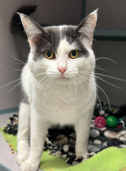 Fort Dodge Ia Domestic Shorthair Domestic Shorthair Meet Chip A Pet