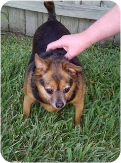 Chihuahua Dog for Sale in Orlando, Florida - Little Boy Chihuahua Dog for Sale in Orlando, Florida - Little Boy