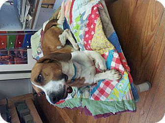 Basset Hound/Hound (Unknown Type) Mix Dog for Sale in Homewood, Alabama - Jake Basset Hound/Hound (Unknown Type) Mix Dog for Sale in Homewood, Alabama - Jake