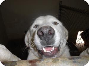 Great Pyrenees/Labrador Retriever Mix Dog for Sale in Sparta, New Jersey - Buck Great Pyrenees/Labrador Retriever Mix Dog for Sale in Sparta, New Jersey - Buck