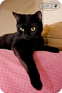Domestic Shorthair Cat for Sale in Columbia, Maryland - Trixie Domestic Shorthair Cat for Sale in Columbia, Maryland - Trixie