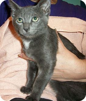 Domestic Shorthair Kitten for Sale in Sterling, Virginia - Tara Domestic Shorthair Kitten for Sale in Sterling, Virginia - Tara