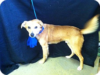 Collie Mix Dog for Sale in Hazard, Kentucky - Shadow Collie Mix Dog for Sale in Hazard, Kentucky - Shadow