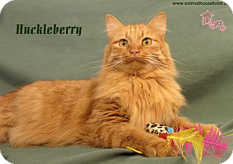 Domestic Longhair Cat for Sale in St Louis, Missouri - Huckleberry Domestic Longhair Cat for Sale in St Louis, Missouri - Huckleberry