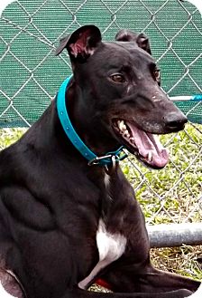 Greyhound Dog for Sale in Longwood, Florida - T's Royal Ransom Greyhound Dog for Sale in Longwood, Florida - T's Royal Ransom