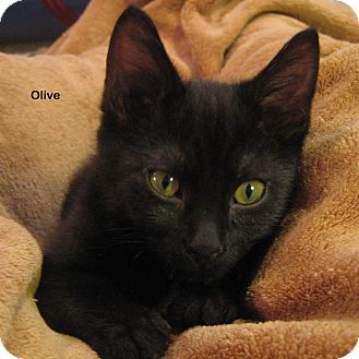Domestic Shorthair Kitten for Sale in Portland, Oregon - Olive Domestic Shorthair Kitten for Sale in Portland, Oregon - Olive