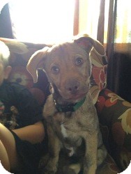 Labrador Retriever/Shepherd (Unknown Type) Mix Puppy for Sale in Marlton, New Jersey - Baby Jet Labrador Retriever/Shepherd (Unknown Type) Mix Puppy for Sale in Marlton, New Jersey - Baby Jet