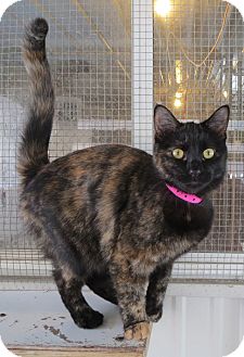 Domestic Shorthair Cat for Sale in Geneseo, Illinois - Tancy Domestic Shorthair Cat for Sale in Geneseo, Illinois - Tancy