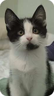 Domestic Shorthair Kitten for Sale in Salem, New Hampshire - New Kittens Domestic Shorthair Kitten for Sale in Salem, New Hampshire - New Kittens