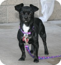 Chihuahua/Pug Mix Dog for Sale in Scottsdale, Arizona - Pepper Chihuahua/Pug Mix Dog for Sale in Scottsdale, Arizona - Pepper