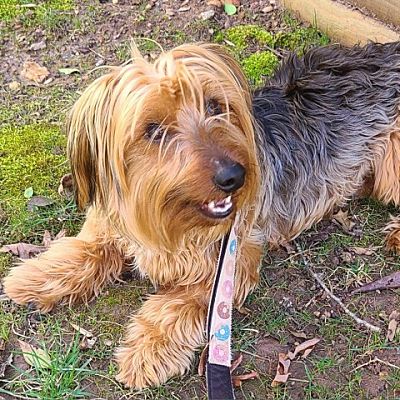 Raleigh Nc Yorkie Yorkshire Terrier Meet Sgt Pepper A Pet For