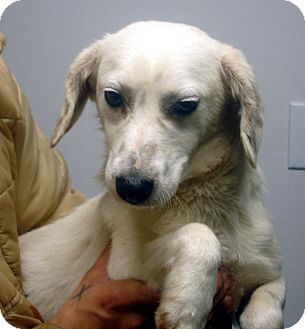 Beagle Mix Dog for Sale in hagerstown, Maryland - Graham Beagle Mix Dog for Sale in hagerstown, Maryland - Graham
