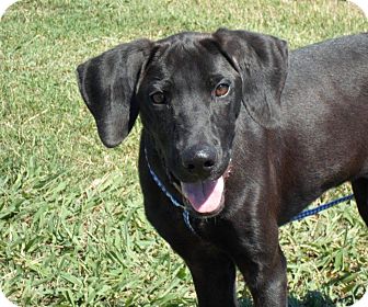 Labrador Retriever/Great Dane Mix Puppy for Sale in Glastonbury, Connecticut - Sam Labrador Retriever/Great Dane Mix Puppy for Sale in Glastonbury, Connecticut - Sam