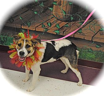 Jack Russell Terrier/Beagle Mix Dog for Sale in Euless, Texas - Nimble Noelle Jack Russell Terrier/Beagle Mix Dog for Sale in Euless, Texas - Nimble Noelle