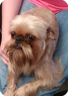 Brussels Griffon Dog for Sale in Burneyville, Oklahoma - CHARLEY - ADOPTION PENDING Brussels Griffon Dog for Sale in Burneyville, Oklahoma - CHARLEY - ADOPTION PENDING