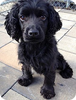 Cocker Spaniel Mix Dog for Sale in New York, New York - Orion Cocker Spaniel Mix Dog for Sale in New York, New York - Orion