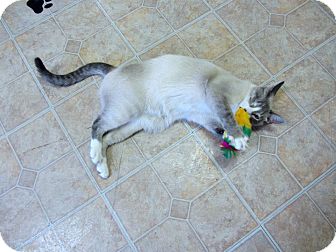 Siamese Cat for Sale in Mobile, Alabama - Thomas Siamese Cat for Sale in Mobile, Alabama - Thomas