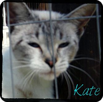 Siamese Cat for Sale in cumberland, Rhode Island - Kate Siamese Cat for Sale in cumberland, Rhode Island - Kate