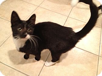 Domestic Shorthair Kitten for Sale in East Hanover, New Jersey - Van Gogh Domestic Shorthair Kitten for Sale in East Hanover, New Jersey - Van Gogh