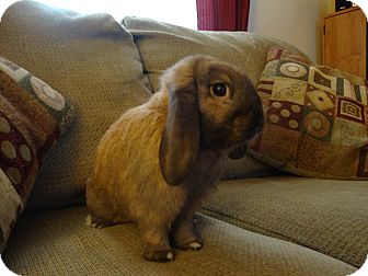 Lop, Holland Mix for Sale in Pittsburgh, Pennsylvania - Winston Lop, Holland Mix for Sale in Pittsburgh, Pennsylvania - Winston