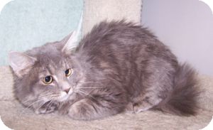 Domestic Mediumhair Cat for Sale in Colorado Springs, Colorado - K-Angie2-Hope Domestic Mediumhair Cat for Sale in Colorado Springs, Colorado - K-Angie2-Hope