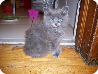 Russian Blue Kitten for Sale in Mississauga, Ontario, Ontario - Violet Asquith Russian Blue Kitten for Sale in Mississauga, Ontario, Ontario - Violet Asquith