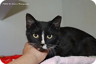 Domestic Shorthair Kitten for Sale in Lincoln, Nebraska - Jackpot Domestic Shorthair Kitten for Sale in Lincoln, Nebraska - Jackpot