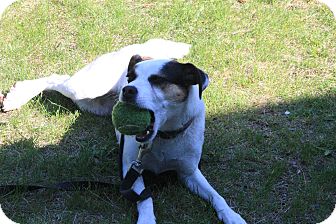 Jack Russell Terrier Dog for Sale in Laval, Quebec - Zalie Jack Russell Terrier Dog for Sale in Laval, Quebec - Zalie