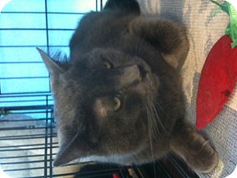 Russian Blue Cat for Sale in West Dundee, Illinois - Pirate Russian Blue Cat for Sale in West Dundee, Illinois - Pirate