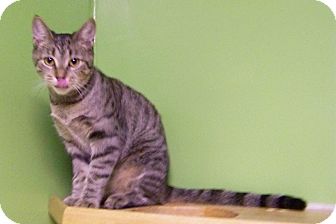Domestic Shorthair Cat for Sale in Dover, Ohio - Tessa Domestic Shorthair Cat for Sale in Dover, Ohio - Tessa