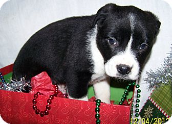 Boxer/Labrador Retriever Mix Puppy for Sale in Sussex, New Jersey - Shilo $50.00 Off Fee Boxer/Labrador Retriever Mix Puppy for Sale in Sussex, New Jersey - Shilo $50.00 Off Fee