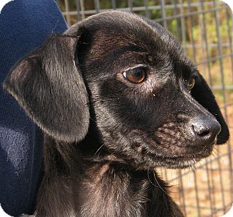 Chihuahua/Terrier (Unknown Type, Small) Mix Puppy for Sale in cumberland, Rhode Island - Tula adoption fee reduced Chihuahua/Terrier (Unknown Type, Small) Mix Puppy for Sale in cumberland, Rhode Island - Tula adoption fee reduced