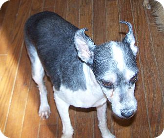 Chinese Crested Dog for Sale in Greensboro, Georgia - Farmer Chinese Crested Dog for Sale in Greensboro, Georgia - Farmer