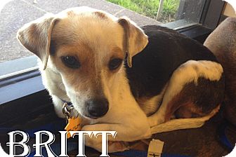 Chihuahua/Dachshund Mix Dog for Sale in Rockwall, Texas - Britt Chihuahua/Dachshund Mix Dog for Sale in Rockwall, Texas - Britt