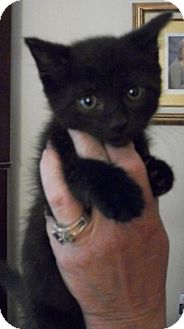 Domestic Shorthair Kitten for Sale in Sterling, Virginia - Licorice Domestic Shorthair Kitten for Sale in Sterling, Virginia - Licorice