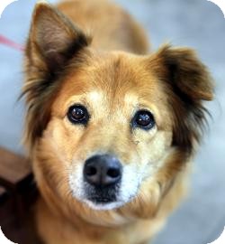 Chow Chow Mix Dog for Sale in Kettering, Ohio - Ginger Chow Chow Mix Dog for Sale in Kettering, Ohio - Ginger