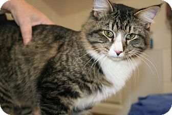Maine Coon Cat for Sale in Plainfield, Connecticut - Kris Kringle Maine Coon Cat for Sale in Plainfield, Connecticut - Kris Kringle