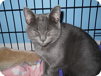 Russian Blue Kitten for Sale in Stafford, Virginia - Zazzles Russian Blue Kitten for Sale in Stafford, Virginia - Zazzles