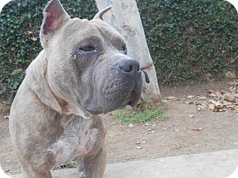 American Staffordshire Terrier Mix Dog for Sale in Chula Vista, California - Igor American Staffordshire Terrier Mix Dog for Sale in Chula Vista, California - Igor