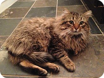 Domestic Mediumhair Cat for Sale in Emsdale (Huntsville), Ontario - Mr. Mittens - Cuddles dogs! Domestic Mediumhair Cat for Sale in Emsdale (Huntsville), Ontario - Mr. Mittens - Cuddles dogs!