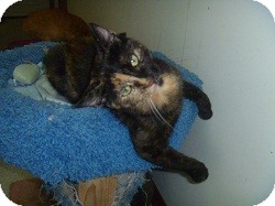 Domestic Shorthair Cat for Sale in Hamburg, New York - Chatty Cathy Domestic Shorthair Cat for Sale in Hamburg, New York - Chatty Cathy