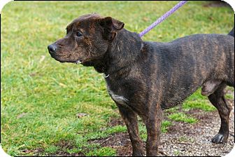 Jack Russell Terrier/Dutch Shepherd Mix Dog for Sale in Brookville, Indiana - Gomez Jack Russell Terrier/Dutch Shepherd Mix Dog for Sale in Brookville, Indiana - Gomez