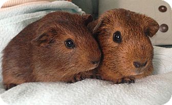 Guinea Pig for Sale in Costa Mesa, California - Nozomi and Akiko Guinea Pig for Sale in Costa Mesa, California - Nozomi and Akiko