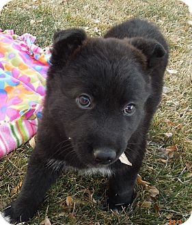Shepherd (Unknown Type) Mix Puppy for Sale in Westminster, Colorado - Bubbles Shepherd (Unknown Type) Mix Puppy for Sale in Westminster, Colorado - Bubbles