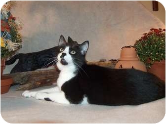 American Shorthair Cat for Sale in Fairhope, Alabama - Little Sam American Shorthair Cat for Sale in Fairhope, Alabama - Little Sam