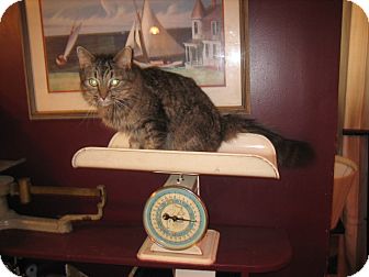 Domestic Longhair Cat for Sale in Portland, Maine - Max Domestic Longhair Cat for Sale in Portland, Maine - Max