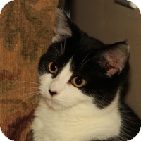 Domestic Shorthair Kitten for Sale in Albany, New York - Addison Domestic Shorthair Kitten for Sale in Albany, New York - Addison