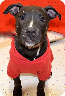 American Pit Bull Terrier/Labrador Retriever Mix Puppy for Sale in Detroit, Michigan - Flip-Adopted! American Pit Bull Terrier/Labrador Retriever Mix Puppy for Sale in Detroit, Michigan - Flip-Adopted!